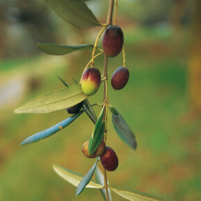 OlioCRU 