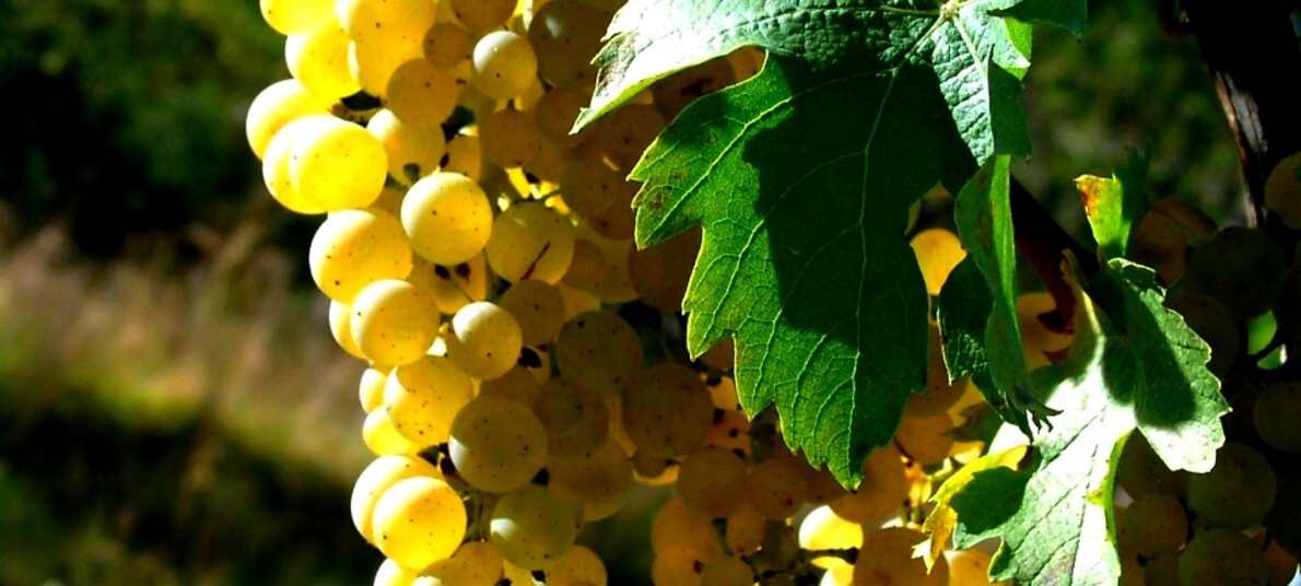Mueller Thurgau in Val di Cembra