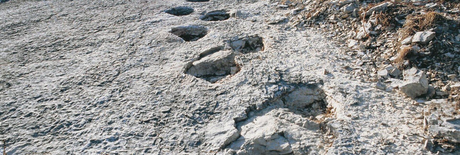 Orme dei dinosauri