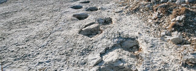 Orme dei dinosauri