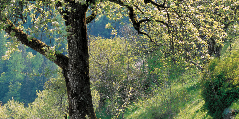  Primiero - Sagròn Mis #1