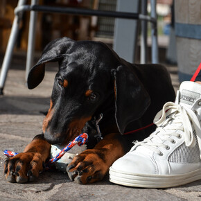 Trasporti pet friendly