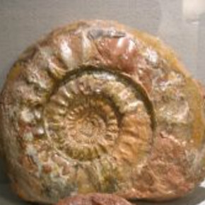 Il Museo dei Fossili di Brentonico