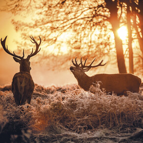In de stilte van het bos een liefdeslied