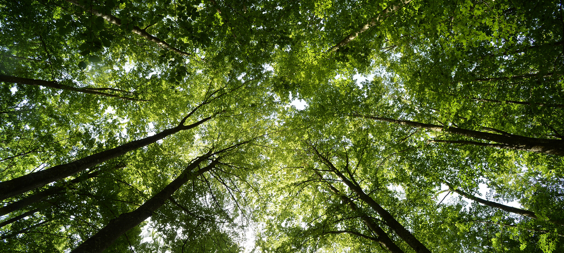 APT Paganella Bosco faggi Fai_ph. Tonina | © APT Paganella Bosco faggi Fai_ph. Tonina