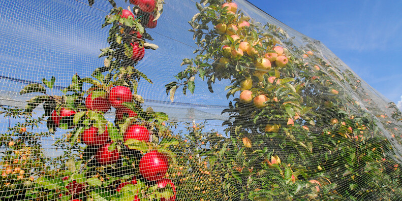 Coredo #3 | © APT Val di Non - Autunno - Mele - ph Andrea Semplici