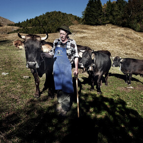 Alpine pasturing in Trentino
