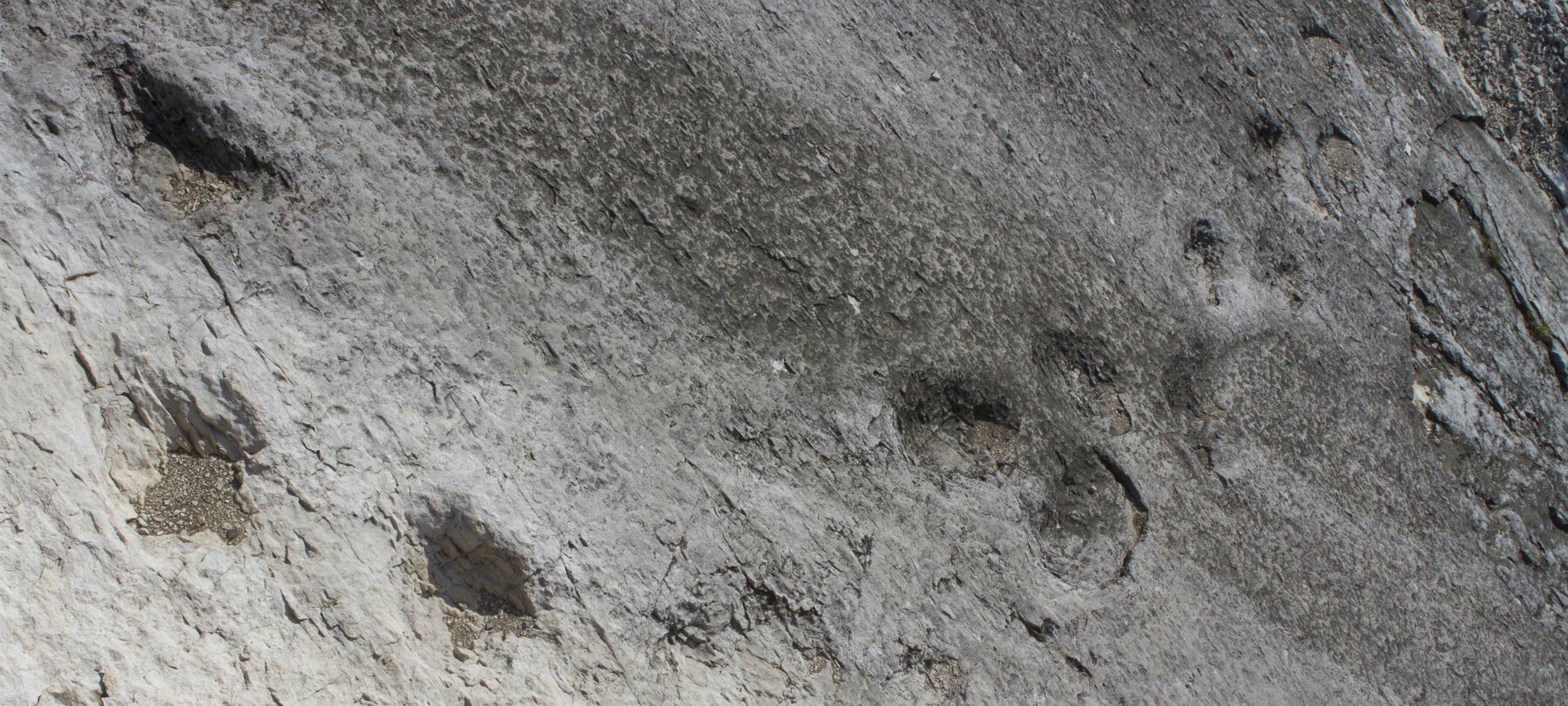 Dinosaurierfossilien in den Dolomiten 
