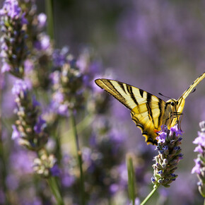 Fotowandern in der Natur