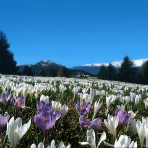 De mooiste bloemen in Trentino