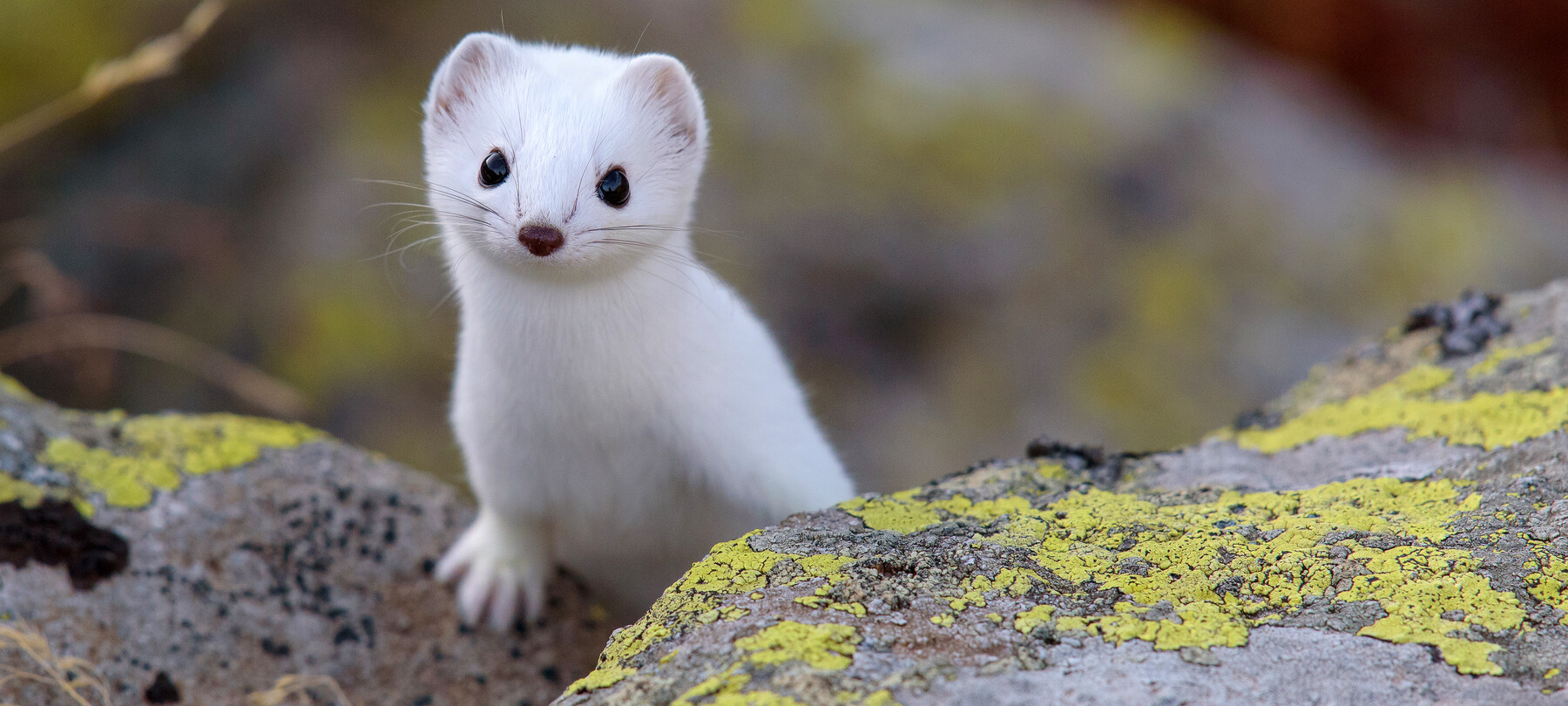 Welche Tiere gibt es in den Dolomiten?