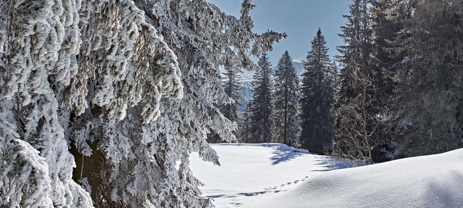 Warum ist der Schnee so weiß?