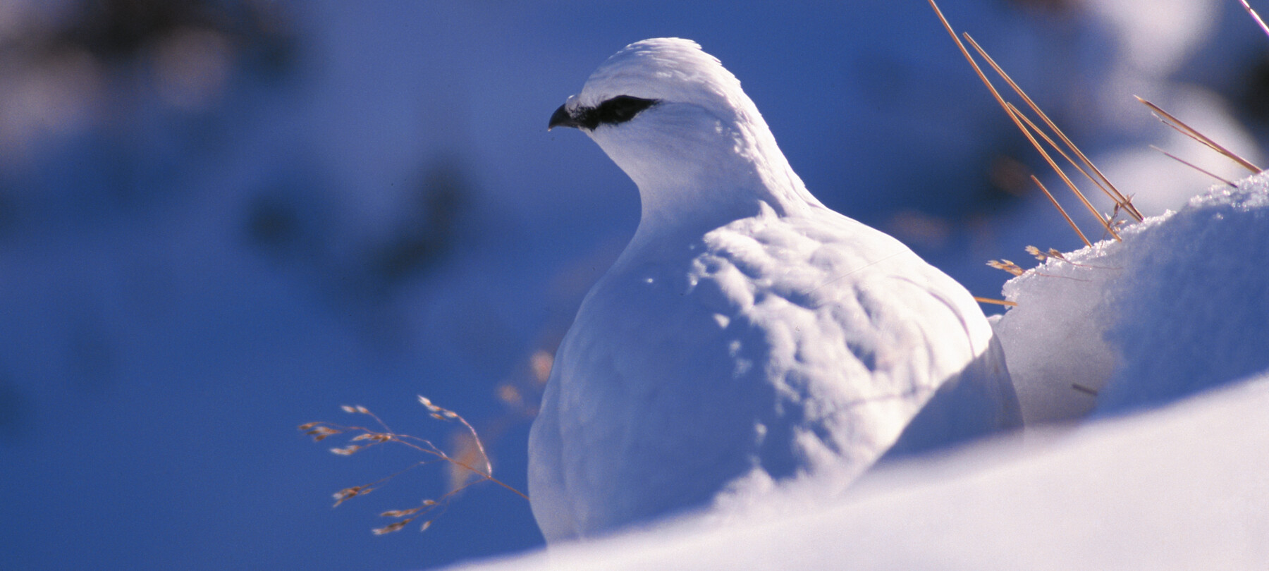 Tiere der Dolomiten im Winter