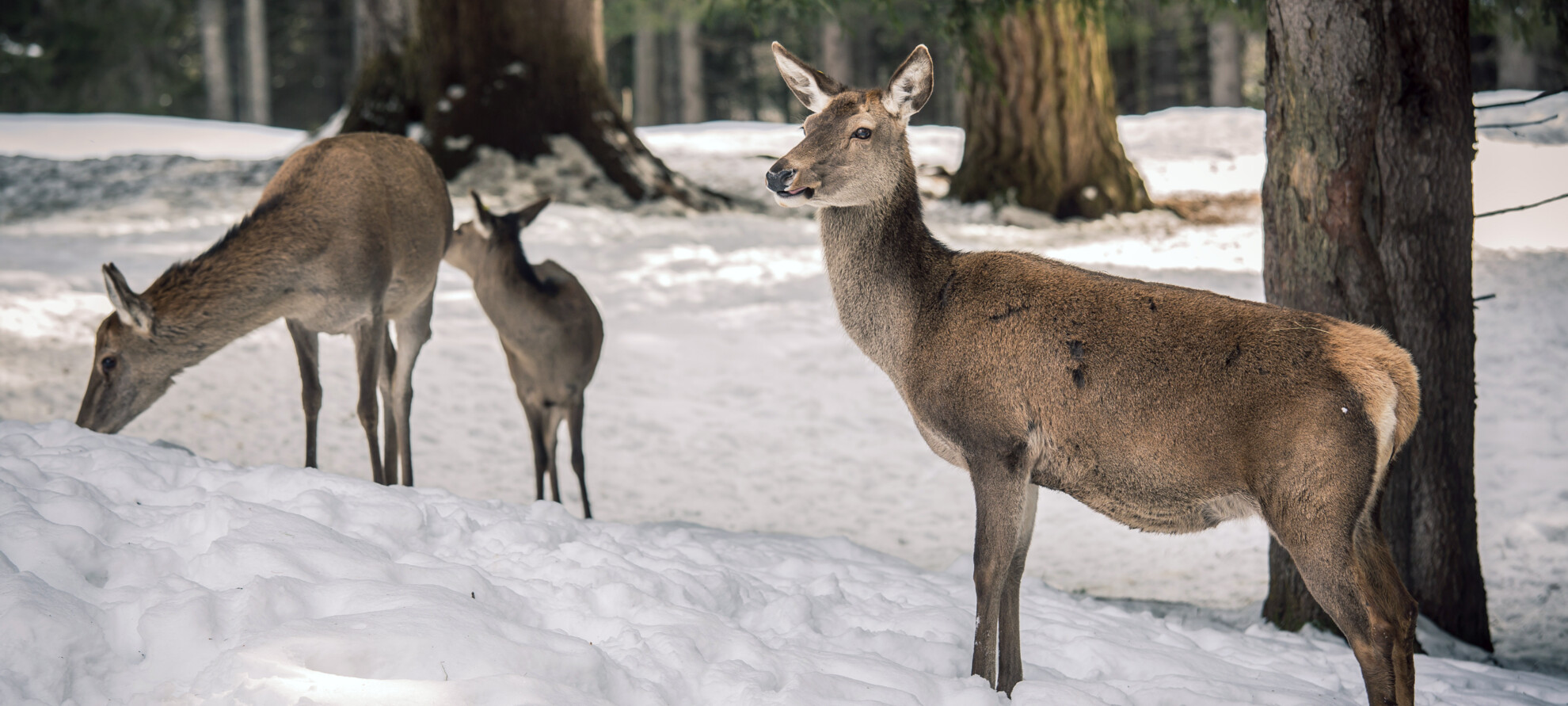 Die Farben des Winters