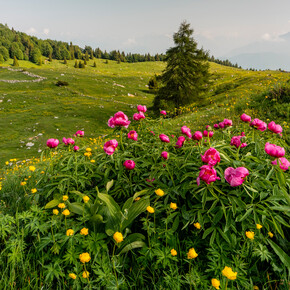 La strega del Monte Baldo