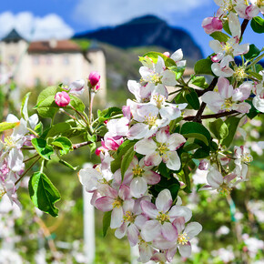 The most beautiful flowers