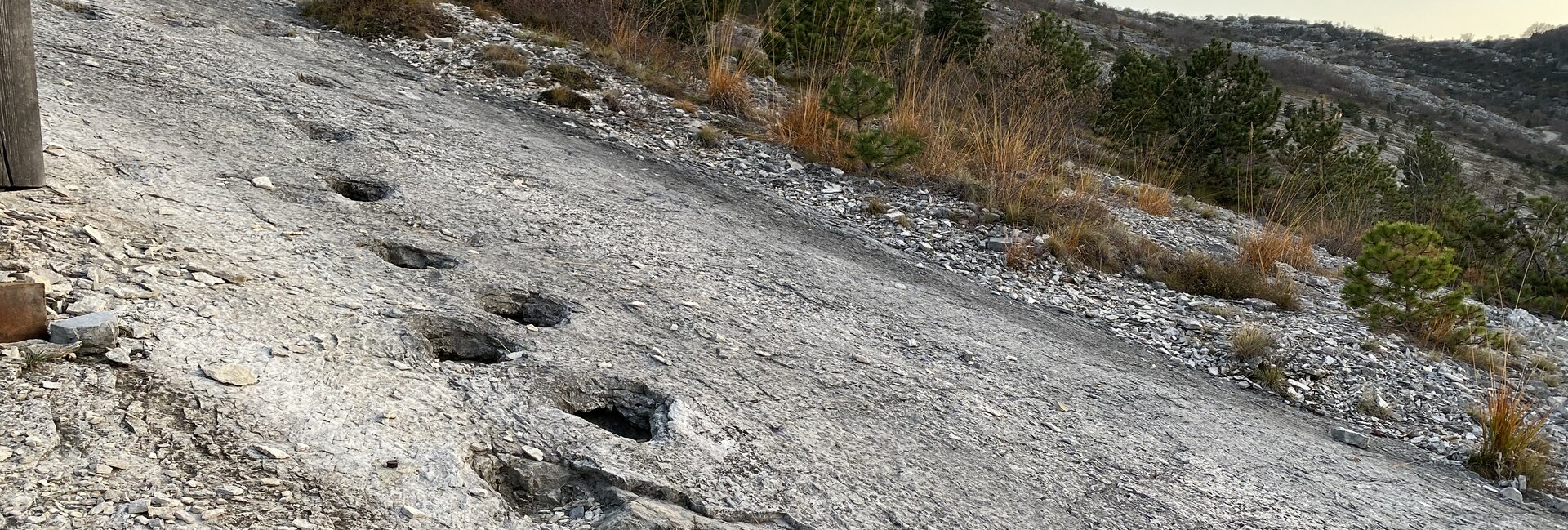 Orme dei dinosauri