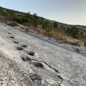 Sulle tracce dei dinosauri