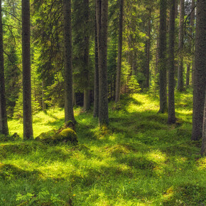 Una giornata da boscaiolo