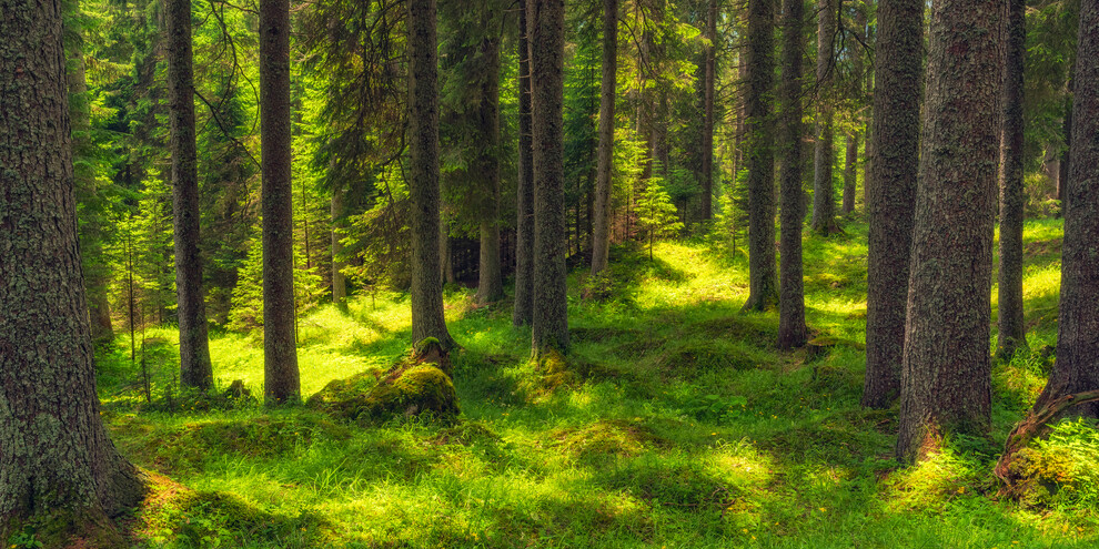 La Foresta dei Violini