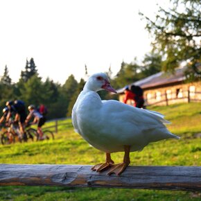 Percorso medio Predaia MTB | © APT Val di Non 