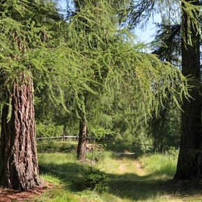 Capriana - bosco di larici | © APT Fiemme Cembra