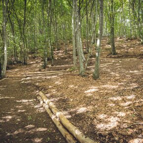 Trail scendendo da Malga Grassi | © Garda Trentino 