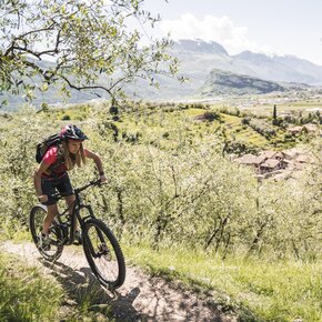 In mountain bike attraverso l'olivaia di Arco | © Garda Trentino 
