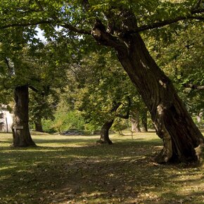 Il castagneto nel Bosco Caproni | © Garda Trentino 