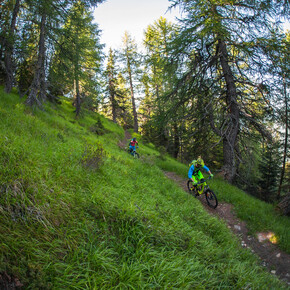 Trail Larici Secolari N°703 | © APT Valli di Sole, Peio e Rabbi