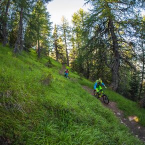 Trail Larici Secolari N°703 | © APT Valli di Sole, Peio e Rabbi