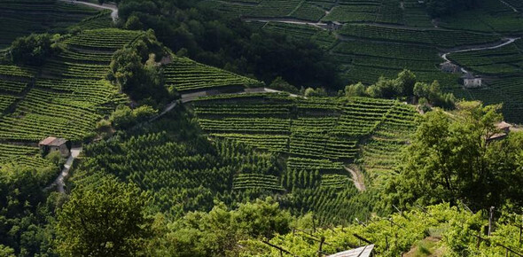 vigneti terrazzati | © Azienda per il Turismo Altopiano di Piné e Valle di Cembra