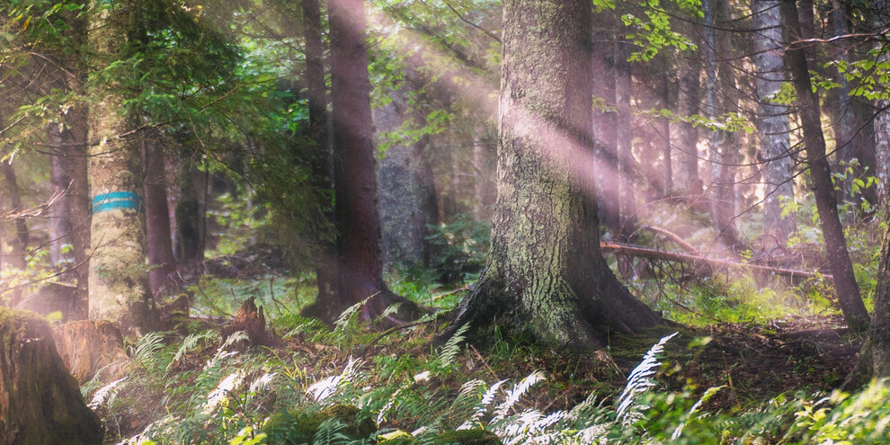 Wald entlang des Weges | © APT Dolomiti di Brenta e Paganella