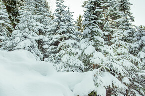 Snow-covered trees | © APT Dolomiti di Brenta e Paganella