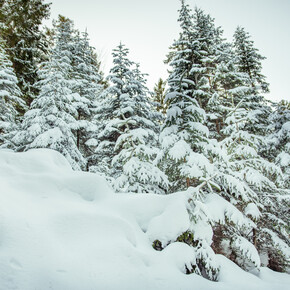 Snow-covered trees | © APT Dolomiti di Brenta e Paganella