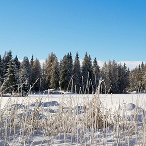 Schneeschuhtour rund um den Lago di Tret über den Doss de Solomp | © APT Val di Non 