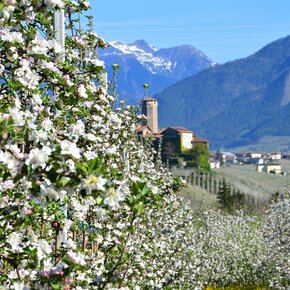 Tour 1442 - Quattro Ville: facile tour dei castelli tra i meleti della Val di Non | © APT Val di Non 
