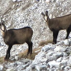 Via Ferrata Gustavo Vidi - Dolomiti di Brenta | © APT Madonna di Campiglio, Pinzolo, Val Rendena