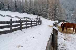 Pferde in Stava | © APT Fiemme Cembra