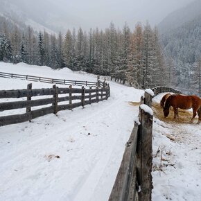 Cavalli a Stava | © APT Fiemme Cembra