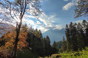 Wald | © Madonna di Campiglio Azienda per il Turismo 