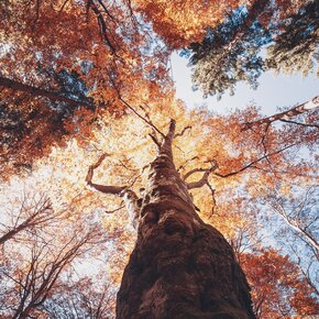 Faggi | © Madonna di Campiglio Azienda per il Turismo 