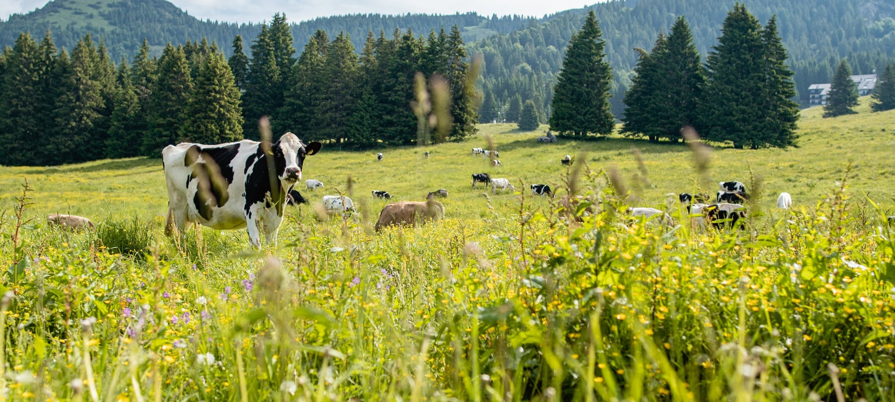 Cows grazing in the alpine pasture at Tremalzo | © Garda Trentino 