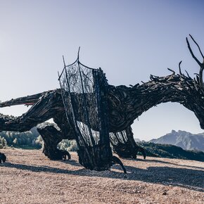 Sentiero del Drago - Drago Vaia Regeneration - Partenza da Frazione Bertoldi | © Azienda per il Turismo Alpe Cimbra