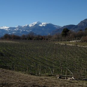 vigne al Monte Ghello | © APT Rovereto Vallagarina Monte Baldo