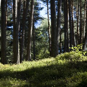Il biotopo del Laghestel da Loc. Ferrari | © APT Trento 