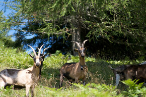 Von Baita Monte Pat bis Malga Vernera | © APT Trento 
