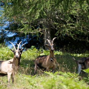 Dalla Baita Monte Pat a Malga Vernera | © APT Trento 