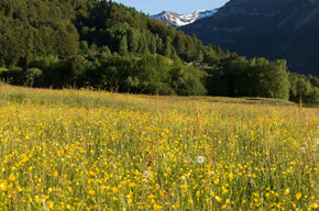 Blütezeit auf dem Hochplateau von Boniprati. Die Brenta-Dolomiten im Hintergrund | © Madonna di Campiglio Azienda per il Turismo 