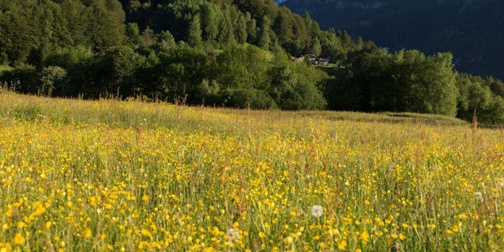 Fioritura sull'altopiano di Boniprati. Le Dolomiti di Brenta sullo sfondo | © Madonna di Campiglio Azienda per il Turismo 
